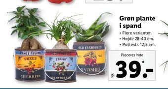 Lidl Grøn plante i spand tilbud