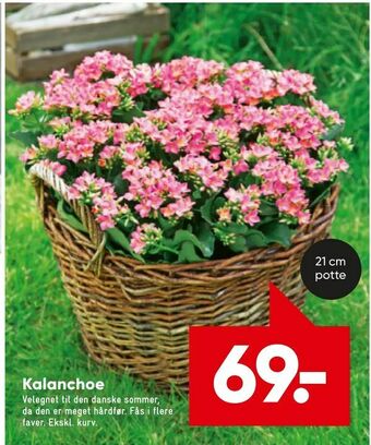 Bilka Kalanchoe tilbud