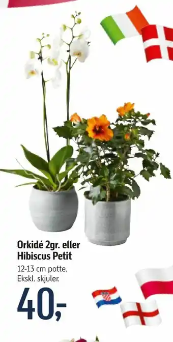 Føtex Orkidé 2gr. eller Hibiscus Petit tilbud