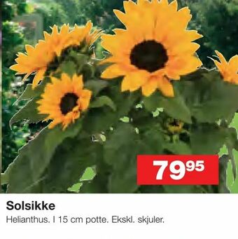 Solsikke