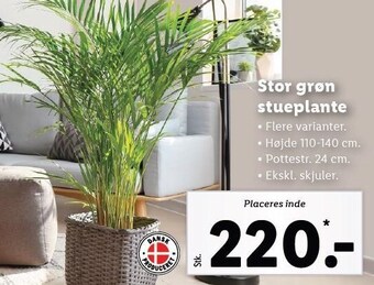 Lidl Stor grøn stueplante tilbud