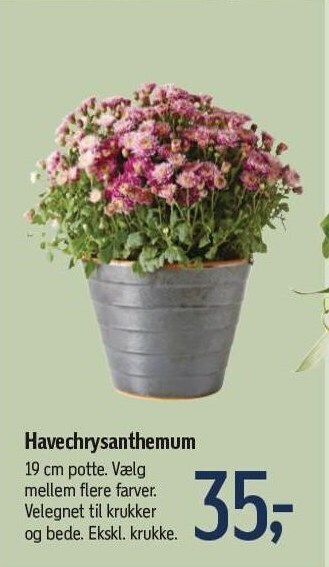 Havechrysanthemum