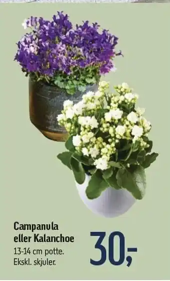 Campanula el. kalanchoe