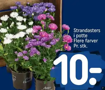 REMA 1000 Strandasters i potte tilbud