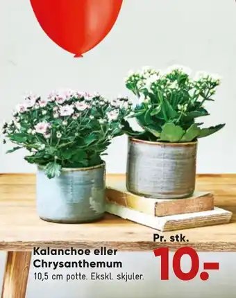 Kalanchoe eller chrysanthemum