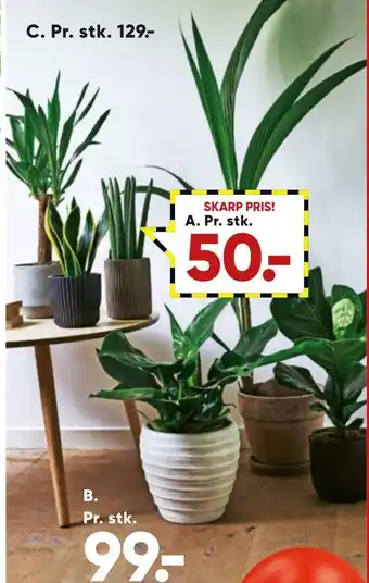 Dracaena i 17 cm kurv eller ficus audrey i 21 cm potte ekskl. skjuler