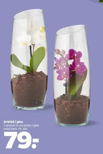 Netto Orkidé i glas tilbud