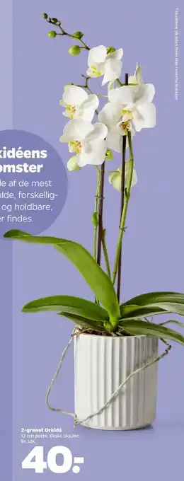 Netto 2-grenet orkidé tilbud