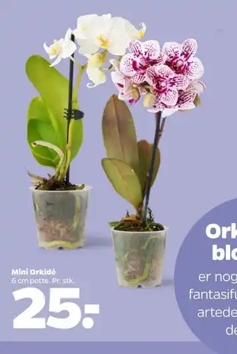Netto Mini orkidé tilbud