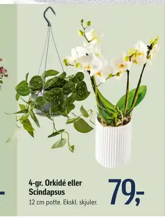 Føtex 4-gr. orkidé eller scindapsus tilbud