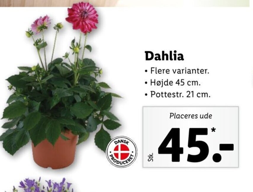 Dahlia tilbud hos Lidl