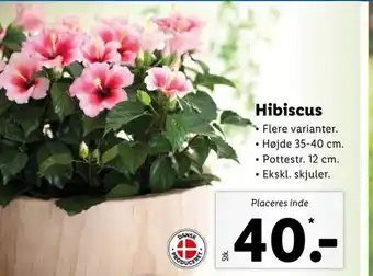 Hibiscus