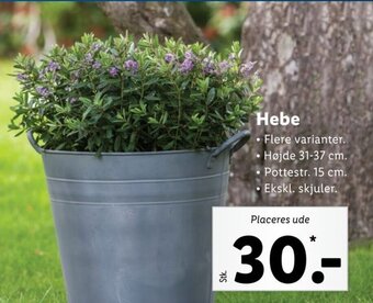 Lidl Hebe tilbud