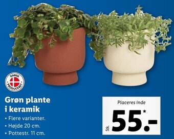 Lidl Grøn Plante i keramik tilbud