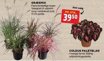 Græsmix el. coleus paletblad