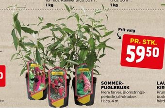 jem & fix Sommerfuglebusk tilbud
