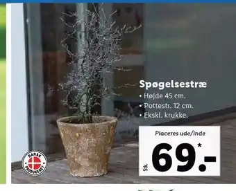 Spøgelsestræ