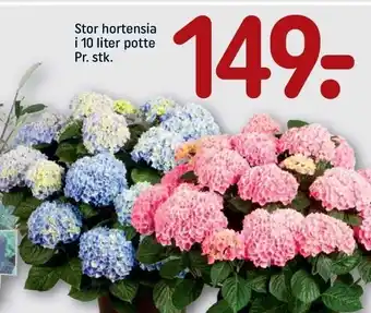 REMA 1000 Stor hortensia i 10 liter potte tilbud