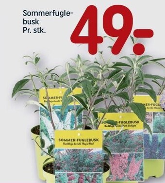 REMA 1000 Sommerfuglebusk tilbud