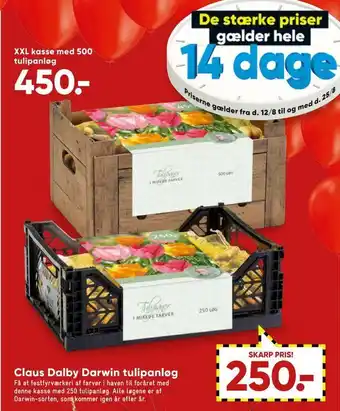 Bilka Claus dalby darwin tulipanløg tilbud