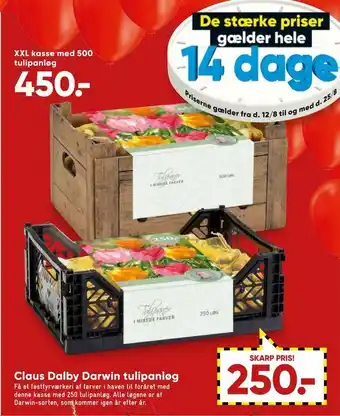 Bilka Xxl kasse med 500 tulipanløg tilbud