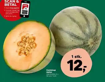 Cantaloup melon