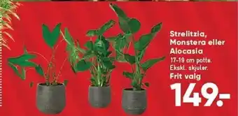 Bilka Strelitzia, monstera el. alocasia tilbud