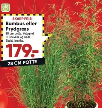 Bilka Bambus el. prydgræs tilbud