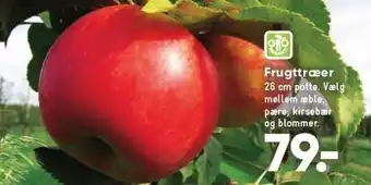 Bilka Frugttæer tilbud