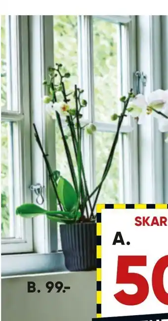 Bilka 6-gr. orkidé tilbud