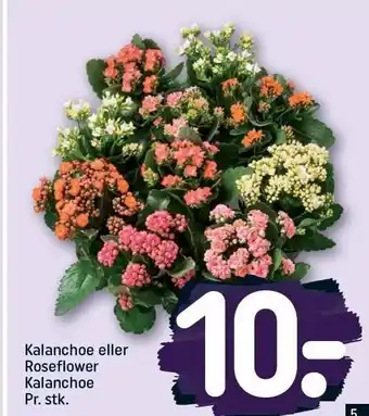 REMA 1000 Kalanchoe el. roseflower tilbud