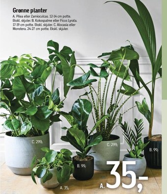 Føtex Grønne planter tilbud
