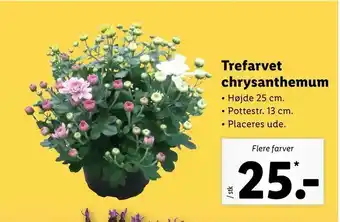 Let-Køb Trefarvet chrysanthemum tilbud