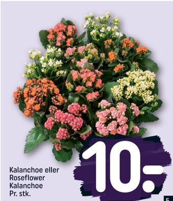 REMA 1000 Ukendt planter tilbud