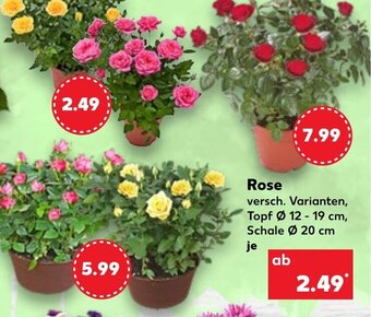Kaufland Rose tilbud