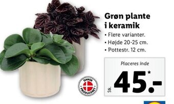Lidl Grøn plante i keramik tilbud