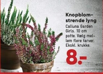 Bilka Knopblomstrende lyng tilbud