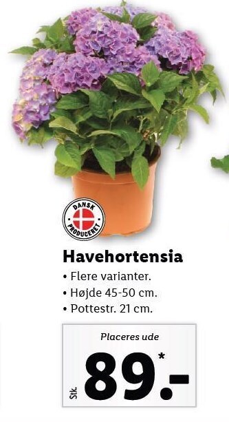 Havehortensia