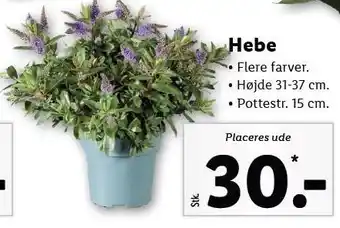 Hebe