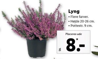 Lidl Lyng tilbud