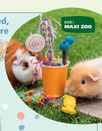Maxi Zoo Anione gnaverlegetøj celebretion tilbud