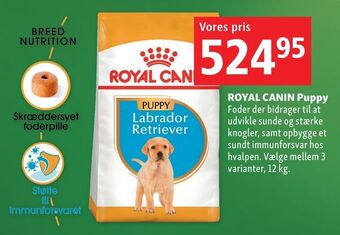 Maxi Zoo Royal canin puppy tilbud