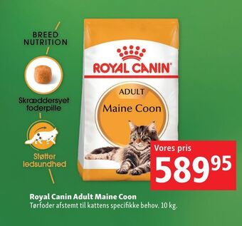 Maxi Zoo Royal canin adult maine coon tilbud