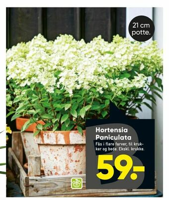 Bilka Hortensia Paniculata tilbud