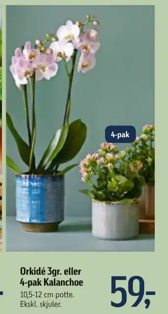 Føtex Orkidé 3gr. eller 4-pak Kalanchoe tilbud