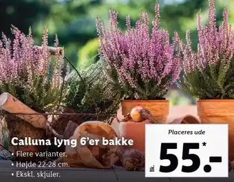 Lidl Calluna lyng 6'er bakke tilbud