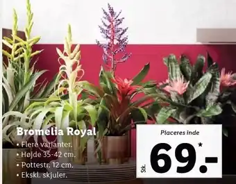 Lidl Bromelia royal tilbud