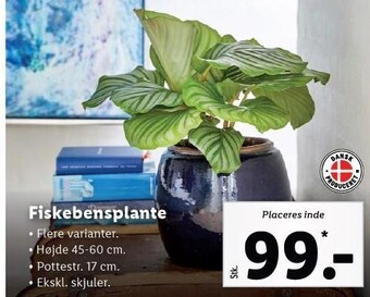 Lidl Fiskebensplante tilbud