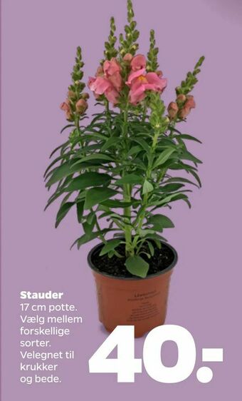 Netto Stauder tilbud