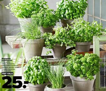 Netto Økologiske krydderurter tilbud